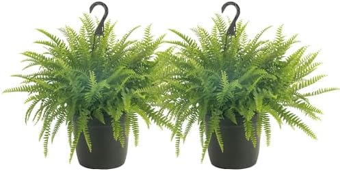 Amazon.com: Costa Farms Ferns (2 Pack), Live Premium Boston Fern Plants in Hanging Basket Planters, Houseplants Potted in Soil Potting Mix, 
