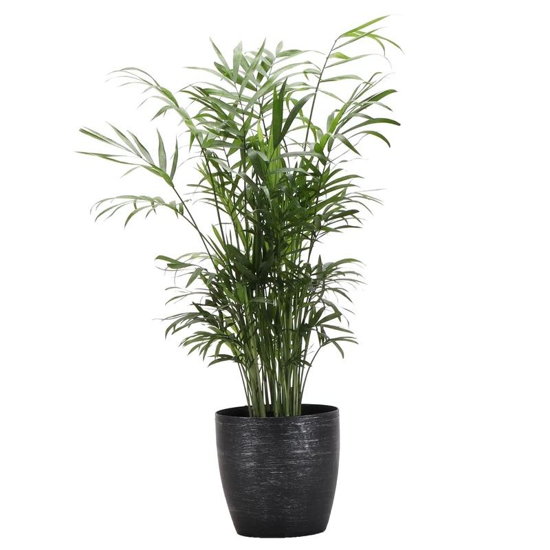 Thorsen's Greenhouse 10" Live Neantha Bella Palm Plant in Pot & Reviews | Wayfair植物