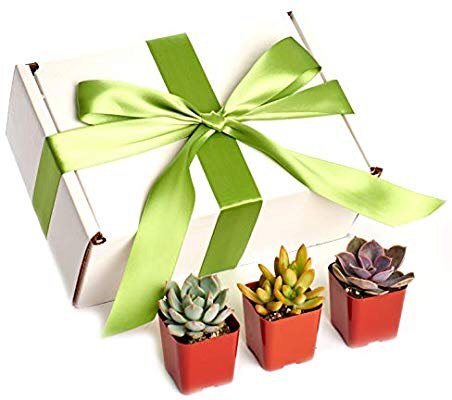 Shop Succulents Premium Pastel Collection of Live Succulent Plants in Gift Box