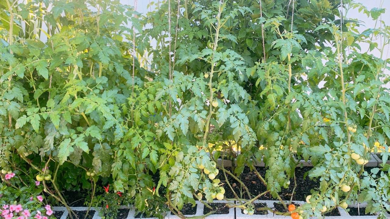 园艺DIY | 花式种番茄
