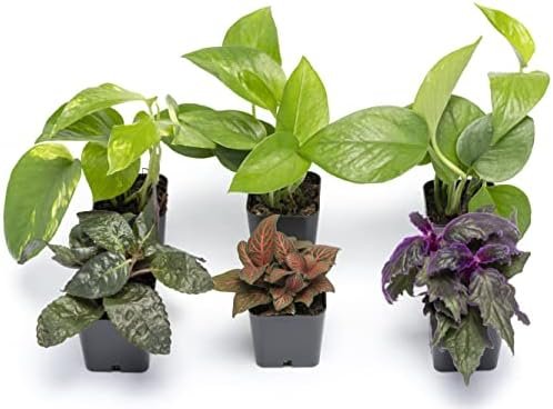 Altman Plants Live Houseplants