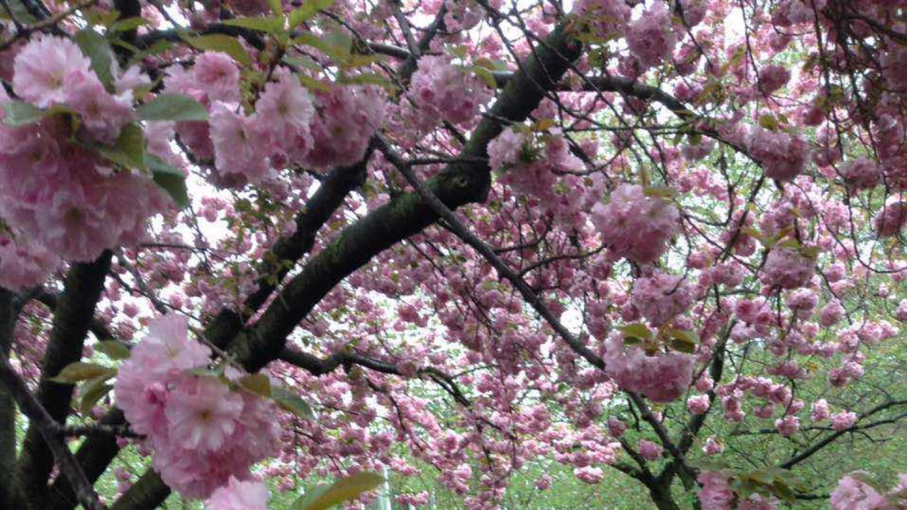 春游好去处，纽约布鲁克林植物园/日本樱花🌸公园。