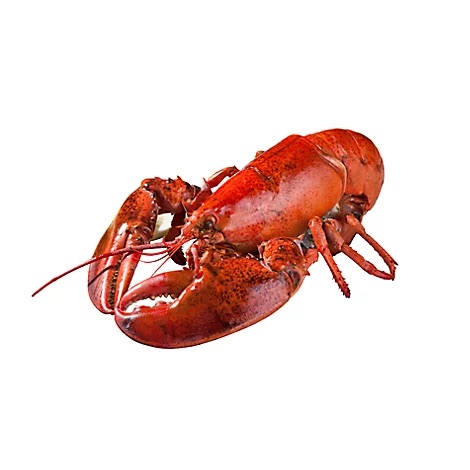 Seafood Service Counter Whole Lobster Cooked 12 Oz 1 Count - Each - Tom Thumb 熟冻龙虾