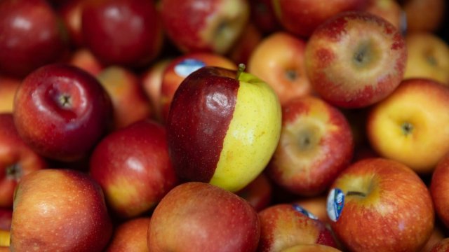 🍎基督城惊现“百万分之一”阴阳苹果...