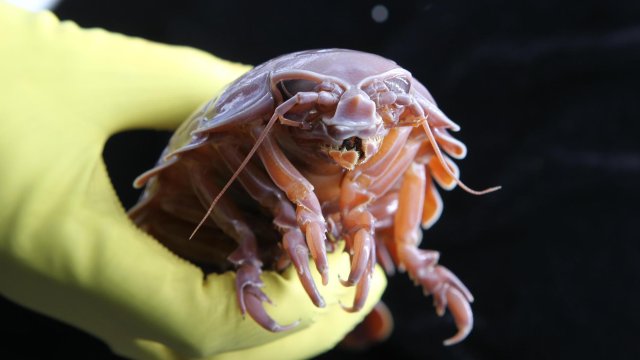 逆天！这种深海“不饿虫”或成躺瘦新希望