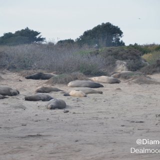 🏝️在加州沙滩，解锁一片海象狮悠闲日常...