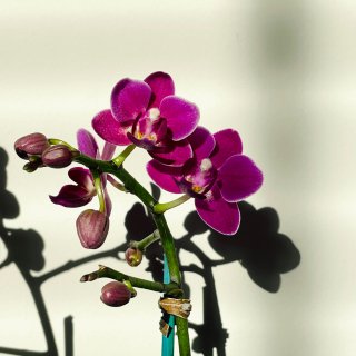 入坑迷你兰花 mini orchid...