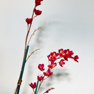 入坑迷你兰花 mini orchid...