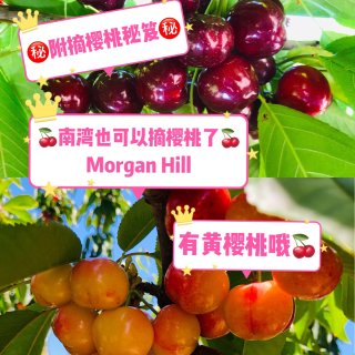 湾区南湾Morgan Hill 摘甜樱桃...