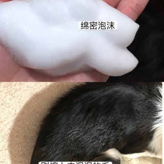 狗狗用的dry shampoo - by...