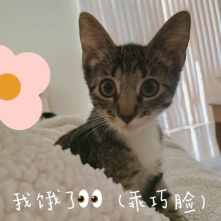 Daiso’ kits 猫猫乐高...