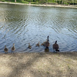 带孩子去湖边散步...