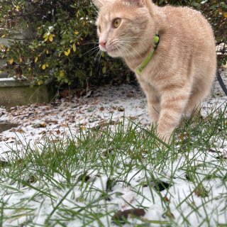 下雪啦 小傻猫的第二个冬天...