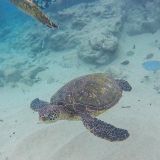 【旅行】毛伊岛最佳浮潜点揭秘👋不出海就能...