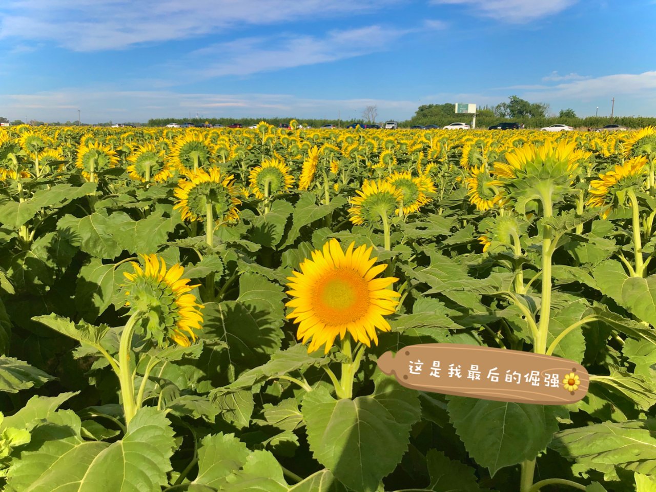 去看Dixon大片的向日葵田和薰衣草吧| 社区旅行精选