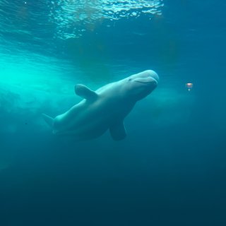 大白鲸！