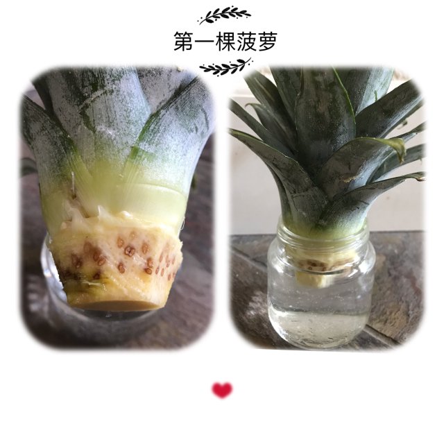 5201⃣️:用❤️精心培育一棵菠萝🍍