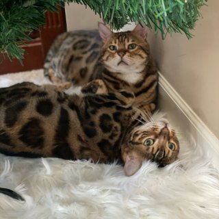 圣诞树下的猫们...