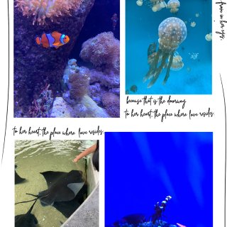 Aquarium Of The Pacific 太平洋水族馆