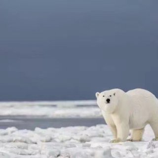 阿拉斯加北极熊