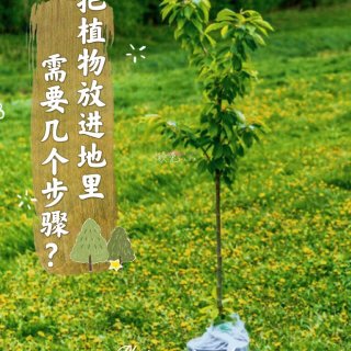 【种树checklist】多年生植物地栽...