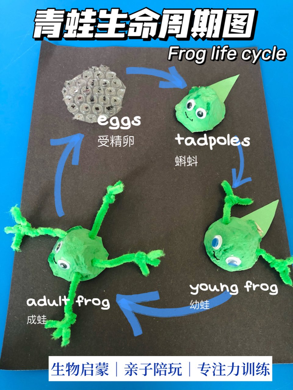 废物再利用🐸用鸡蛋壳做出青蛙的一生...