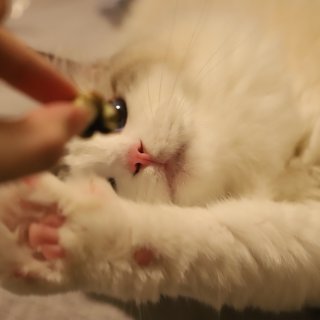 日本超强劲猫薄荷🍃｜小猫咪无法抵抗的诱惑...