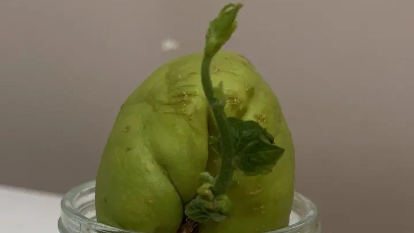 佛手瓜催芽中