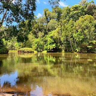 澳洲旅行 | 库兰达热带雨林公园推荐💡...