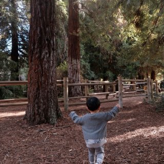 南加州|童话秘境般的红杉林公园...