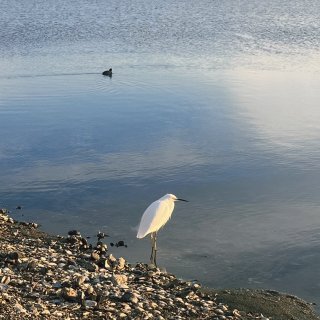 湾区周末游：摄影爱好者的湿地观鸟trai...