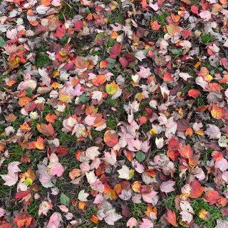 红叶季🍁-长岛的枫叶太美了...
