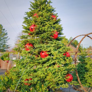 西雅图🎄最爱的圣诞花圃👏每年都不想错过...