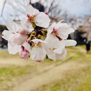 樱花,日本游,厉害了我的背景墙