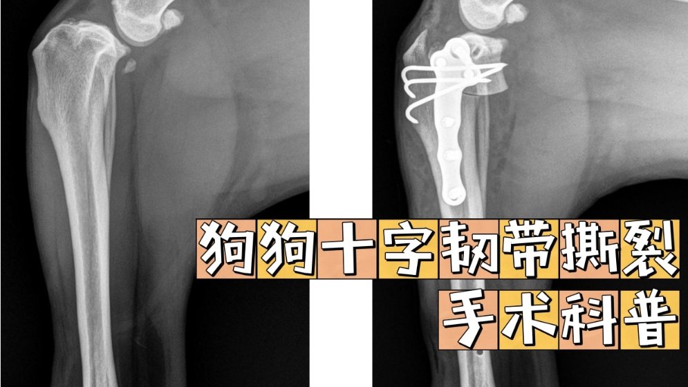 狗狗腿瘸 十字韧带撕裂及手术科普 北美省钱快报dealmoon Com 攻略