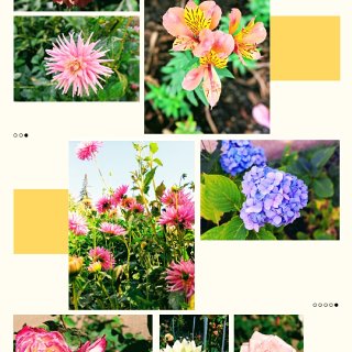 花,花花世界,花朵元素,花朵,花园