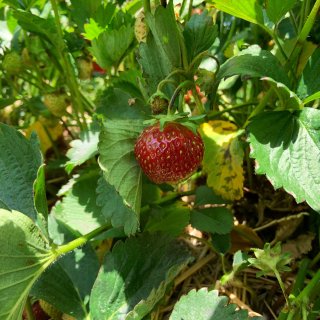 威斯康星州|摘草莓🍓...