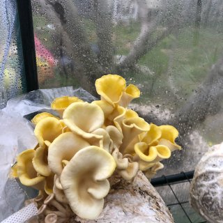 蘑菇的成长