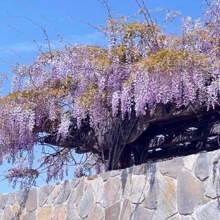 南加四月天的紫藤花...