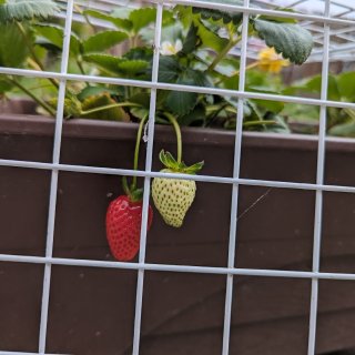 拯救草莓🍓