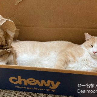Chewy开箱-开出了一只猫🤣...