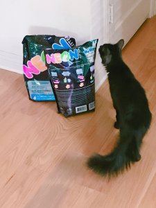 給貓寶寶的五彩貓砂體驗-Neon Litter
