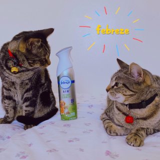 🐈猫咪篇～Febreze宠物除异味空气清...