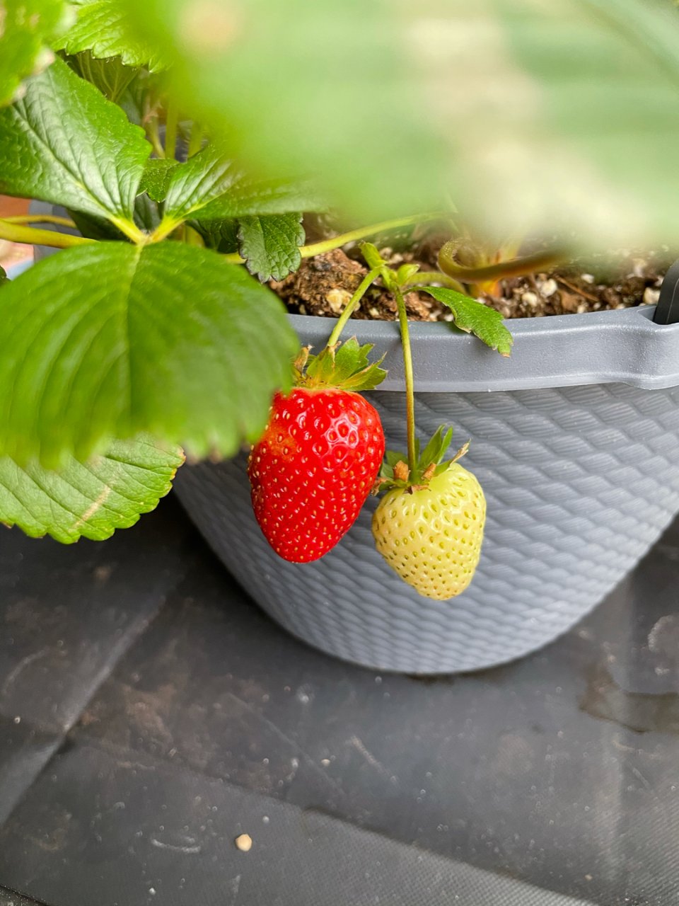 绿植种植日记-春天草莓季...