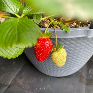 绿植种植日记-春天草莓季...