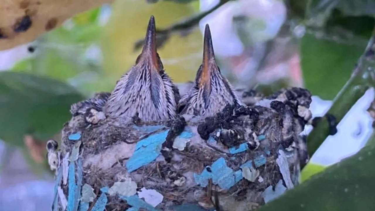 怎样才能吸引蜂鸟来筑巢下蛋孵小鸟（part 1 ）蜂鸟妈妈的第一窝鸟宝宝