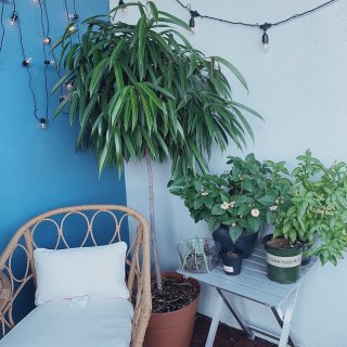 【阳台|小花园】记那些与我相爱相杀的植物...