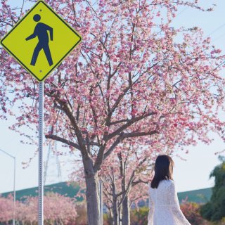 春日赏花计划｜偶遇路边美丽的粉色花树...