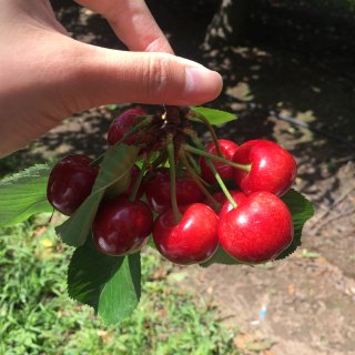 【摘果子的季节】边摘边吃新鲜樱桃蓝莓...