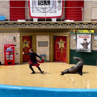 忆｜圣地亚哥海洋公园游4⃣️-海狮🦭表演...